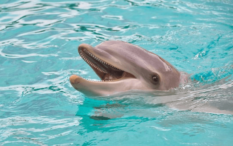 Delfín saludando con la boca abierta