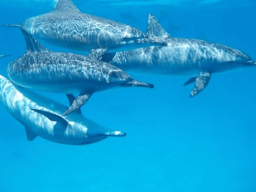 Delfines nadando en una misma dirección